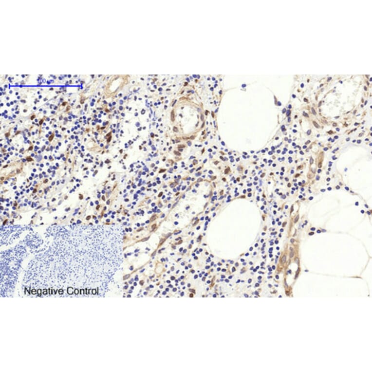 Immunohistochemistry - Anti-Fos Antibody (B8344) - Antibodies.com