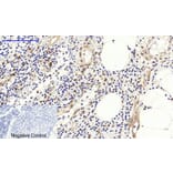 Immunohistochemistry - Anti-Fos Antibody (B8344) - Antibodies.com