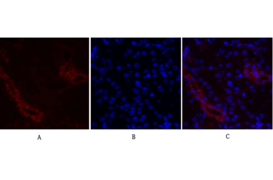 Immunofluorescence - Anti-Fos Antibody (B8344) - Antibodies.com