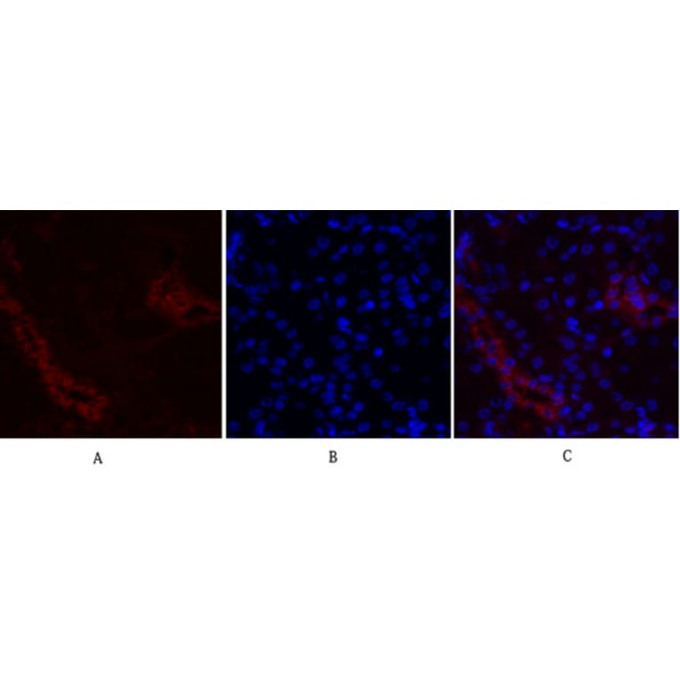 Immunofluorescence - Anti-Fos Antibody (B8344) - Antibodies.com