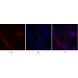Immunofluorescence - Anti-Fos Antibody (B8344) - Antibodies.com