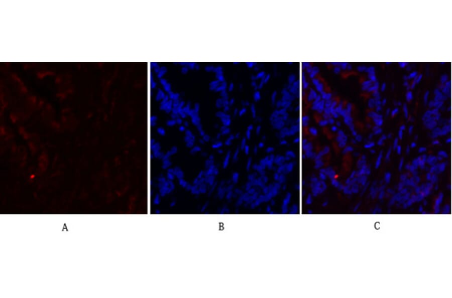 Immunofluorescence - Anti-Fos Antibody (B8344) - Antibodies.com