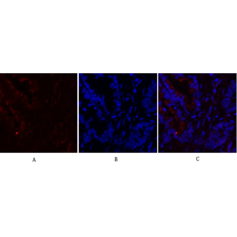 Immunofluorescence - Anti-Fos Antibody (B8344) - Antibodies.com