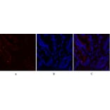 Immunofluorescence - Anti-Fos Antibody (B8344) - Antibodies.com