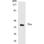 Western Blot - Anti-Fos Antibody (R12-2773) - Antibodies.com