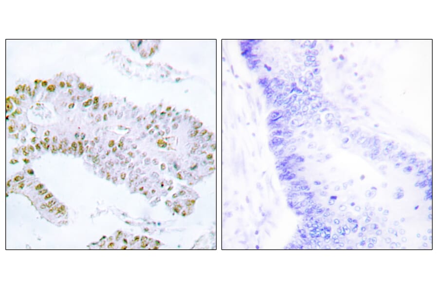 Immunohistochemistry - Anti-ERF Antibody (B0477) - Antibodies.com