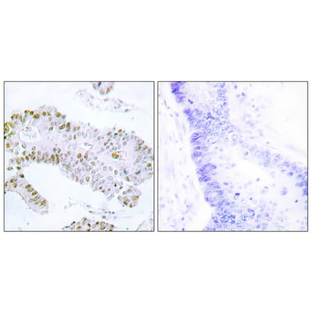 Immunohistochemistry - Anti-ERF Antibody (B0477) - Antibodies.com