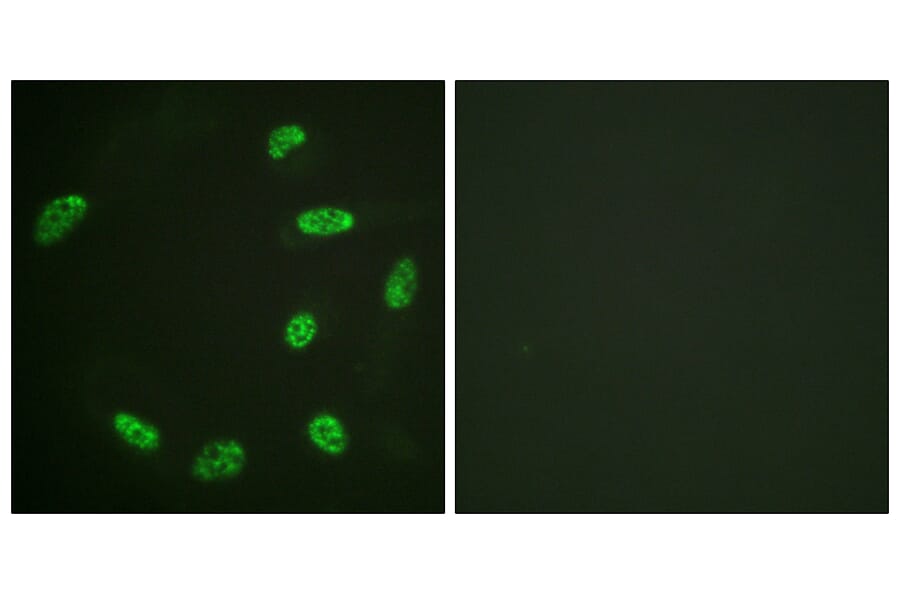 Immunofluorescence - Anti-ERF Antibody (B0477) - Antibodies.com
