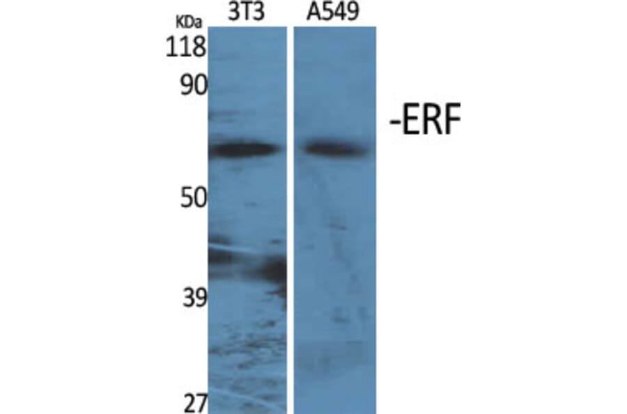 Western Blot - Anti-ERF Antibody (B0477) - Antibodies.com