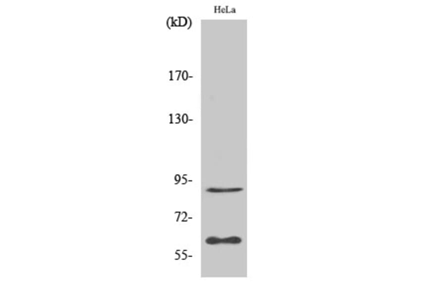 Western Blot - Anti-ERF Antibody (B0477) - Antibodies.com