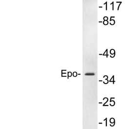 Western Blot - Anti-Epo Antibody (R12-2137) - Antibodies.com