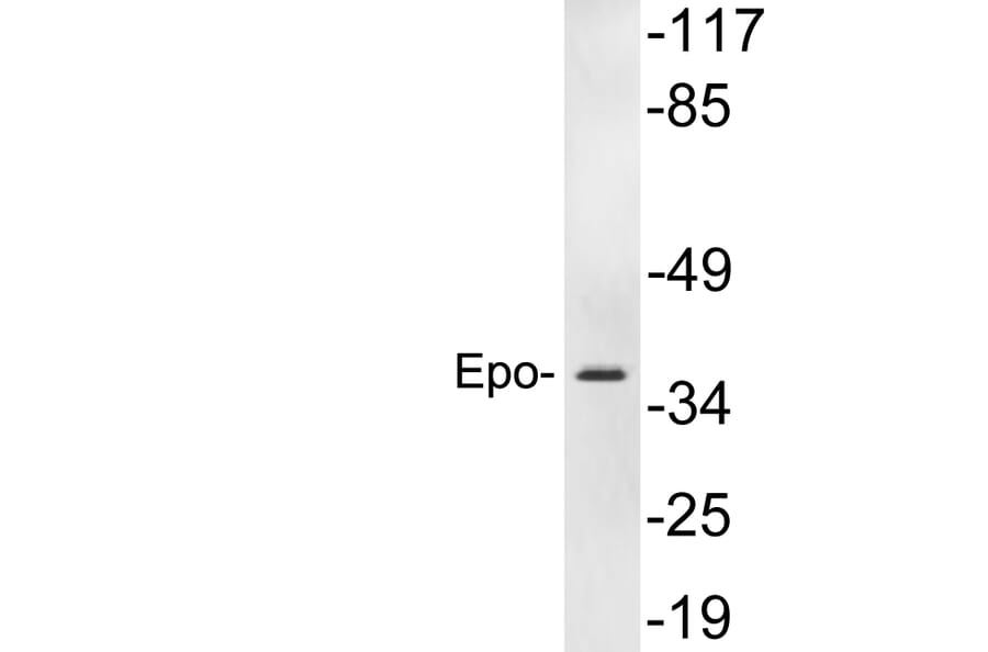 Western Blot - Anti-Epo Antibody (R12-2137) - Antibodies.com