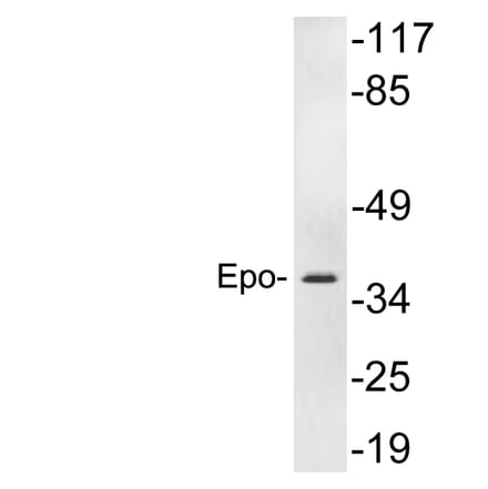 Western Blot - Anti-Epo Antibody (R12-2137) - Antibodies.com