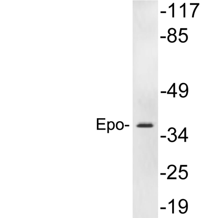 Western Blot - Anti-Epo Antibody (R12-2137) - Antibodies.com