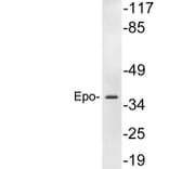 Western Blot - Anti-Epo Antibody (R12-2137) - Antibodies.com