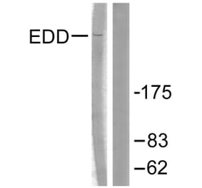 Western Blot - Anti-EDD Antibody (C0354) - Antibodies.com