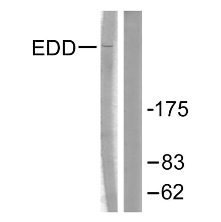 Western Blot - Anti-EDD Antibody (C0354) - Antibodies.com