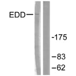 Western Blot - Anti-EDD Antibody (C0354) - Antibodies.com