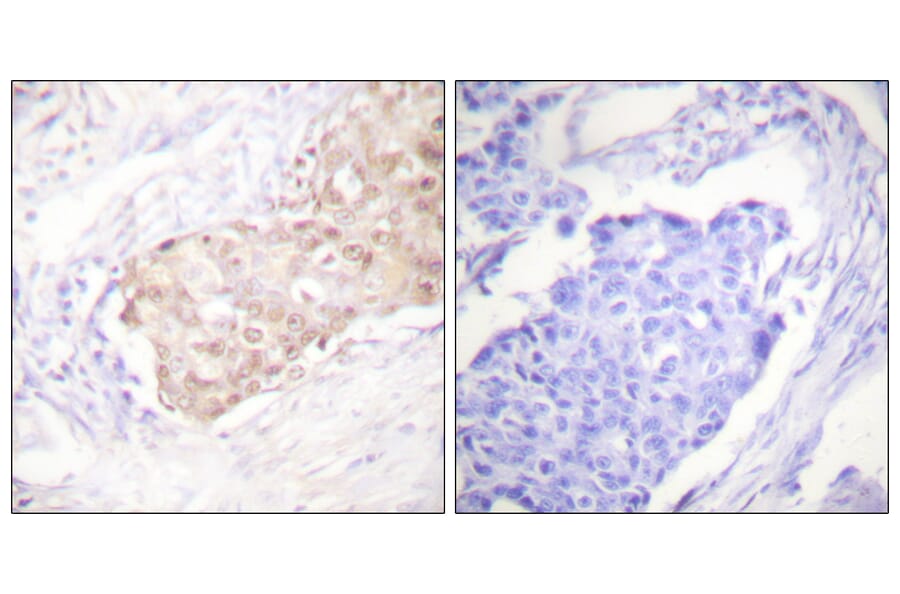 Immunohistochemistry - Anti-EDD Antibody (C0354) - Antibodies.com