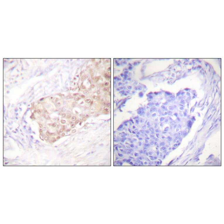 Immunohistochemistry - Anti-EDD Antibody (C0354) - Antibodies.com