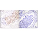 Immunohistochemistry - Anti-EDD Antibody (C0354) - Antibodies.com