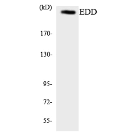 Western Blot - Anti-EDD Antibody (R12-2719) - Antibodies.com