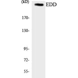 Western Blot - Anti-EDD Antibody (R12-2719) - Antibodies.com