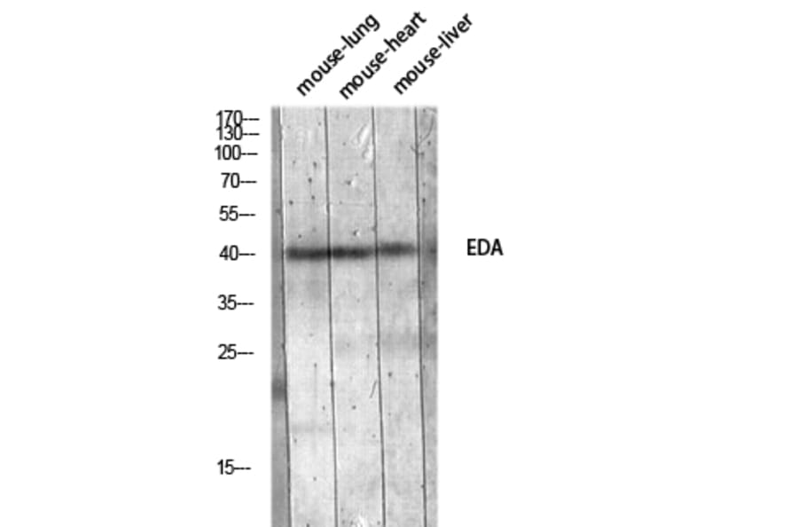 Western Blot - Anti-EDA Antibody (C30216) - Antibodies.com