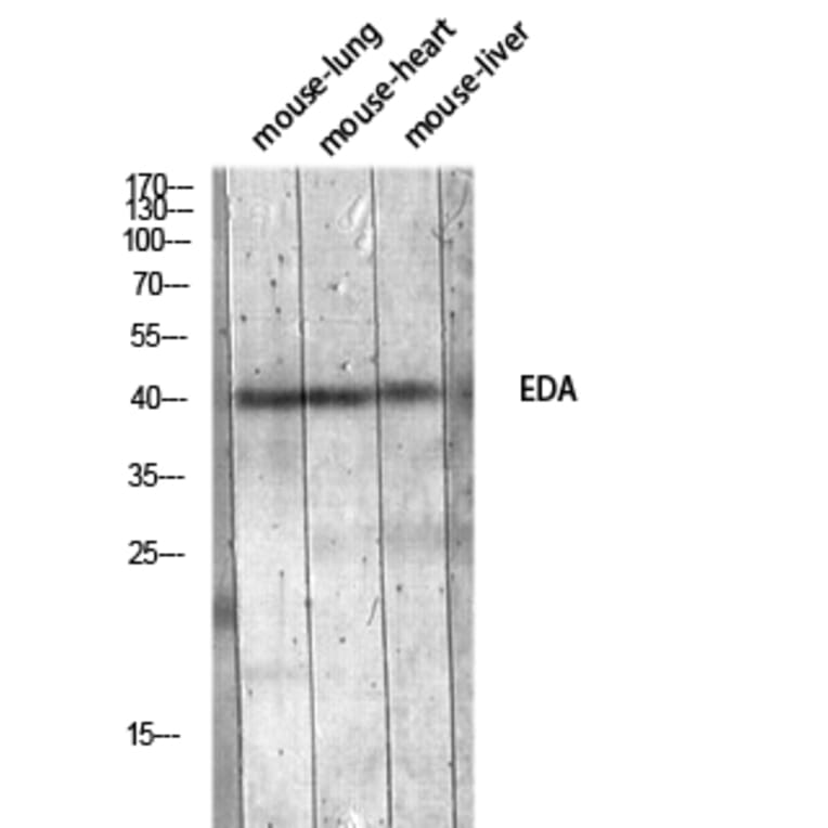 Western Blot - Anti-EDA Antibody (C30216) - Antibodies.com
