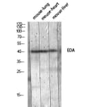 Western Blot - Anti-EDA Antibody (C30216) - Antibodies.com