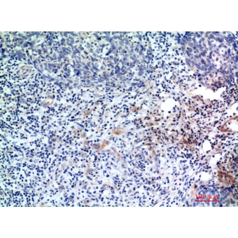 Immunohistochemistry - Anti-EDA Antibody (C30216) - Antibodies.com