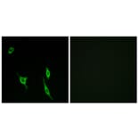Immunofluorescence - Anti-DCC Antibody (C13040) - Antibodies.com