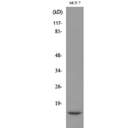 Western Blot - Anti-DBI Antibody (C30141) - Antibodies.com