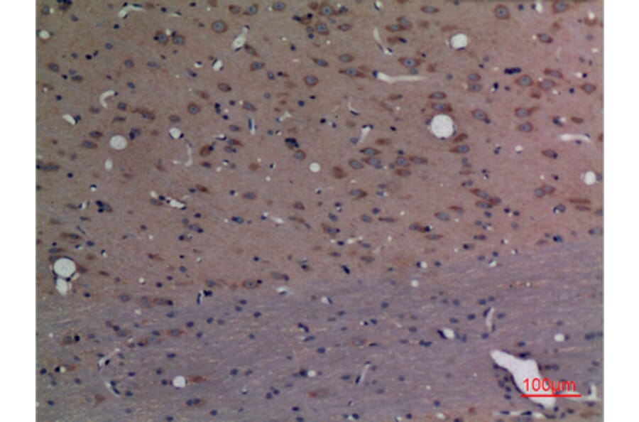 Immunohistochemistry - Anti-CPE Antibody (C30071) - Antibodies.com