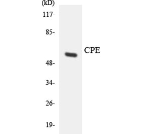 Western Blot - Anti-CPE Antibody (R12-2648) - Antibodies.com
