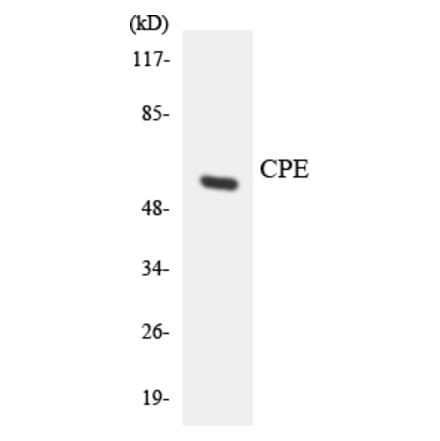 Western Blot - Anti-CPE Antibody (R12-2648) - Antibodies.com