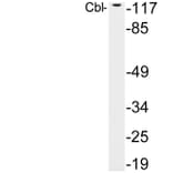 Western Blot - Anti-Cbl Antibody (R12-2062) - Antibodies.com