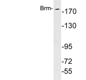 Western Blot - Anti-Brm Antibody (R12-2045) - Antibodies.com