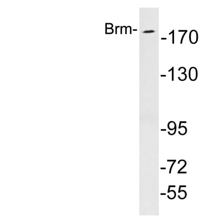 Western Blot - Anti-Brm Antibody (R12-2045) - Antibodies.com