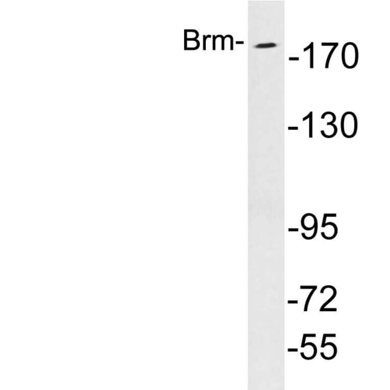 Western Blot - Anti-Brm Antibody (R12-2045) - Antibodies.com
