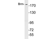 Western Blot - Anti-Brm Antibody (R12-2045) - Antibodies.com