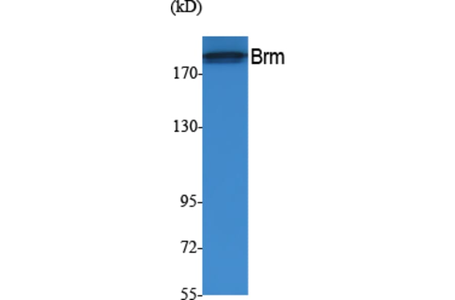 Western Blot - Anti-Brm Antibody (R12-2045) - Antibodies.com
