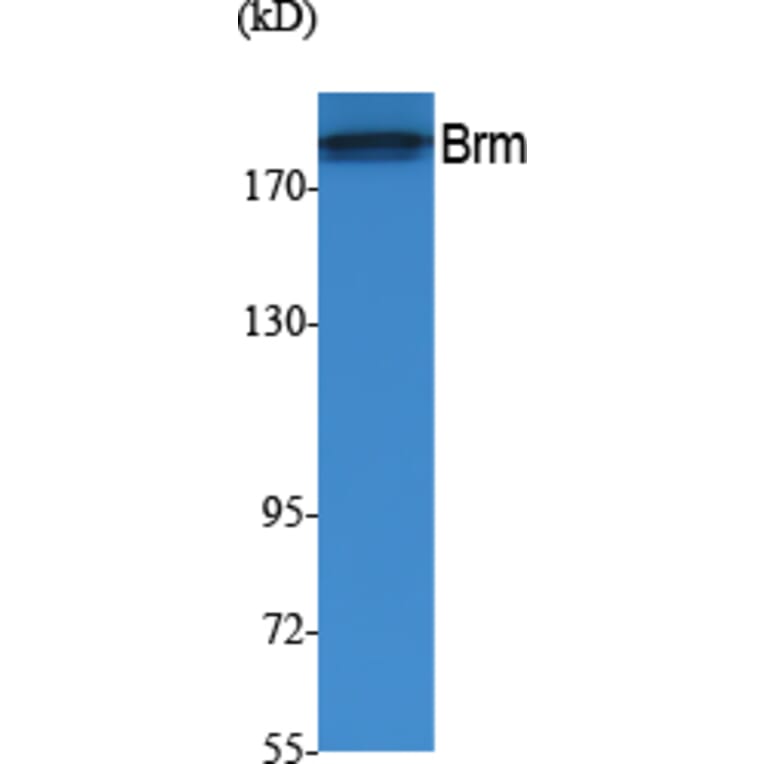 Western Blot - Anti-Brm Antibody (R12-2045) - Antibodies.com