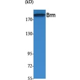 Western Blot - Anti-Brm Antibody (R12-2045) - Antibodies.com