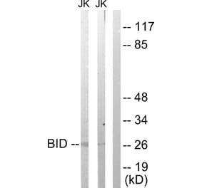 Western Blot - Anti-BID Antibody (B0461) - Antibodies.com