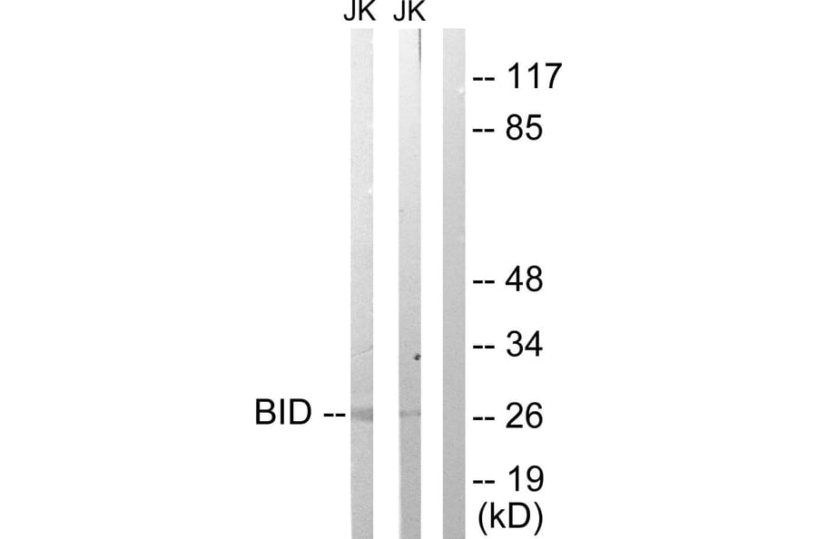 Western Blot - Anti-BID Antibody (B0461) - Antibodies.com