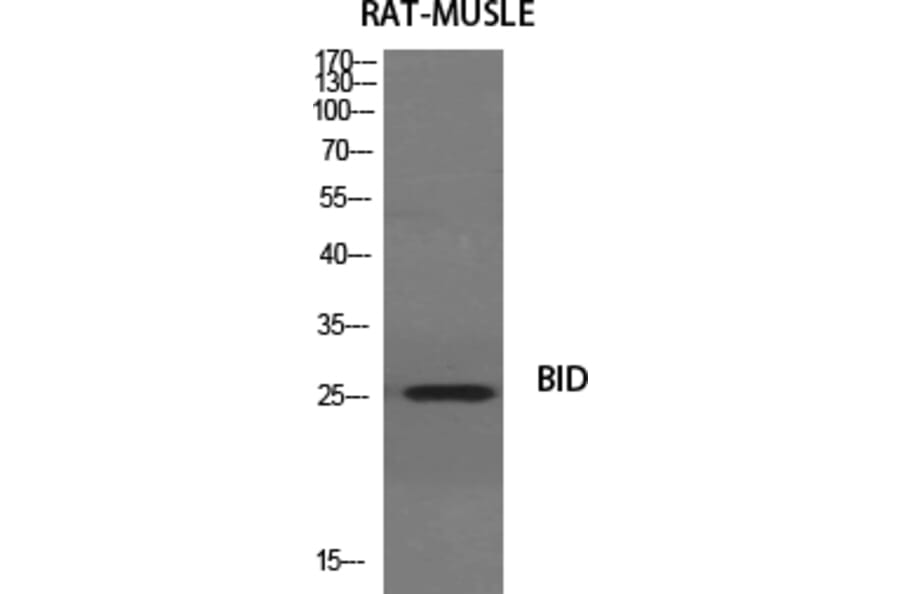 Western Blot - Anti-BID Antibody (B0461) - Antibodies.com