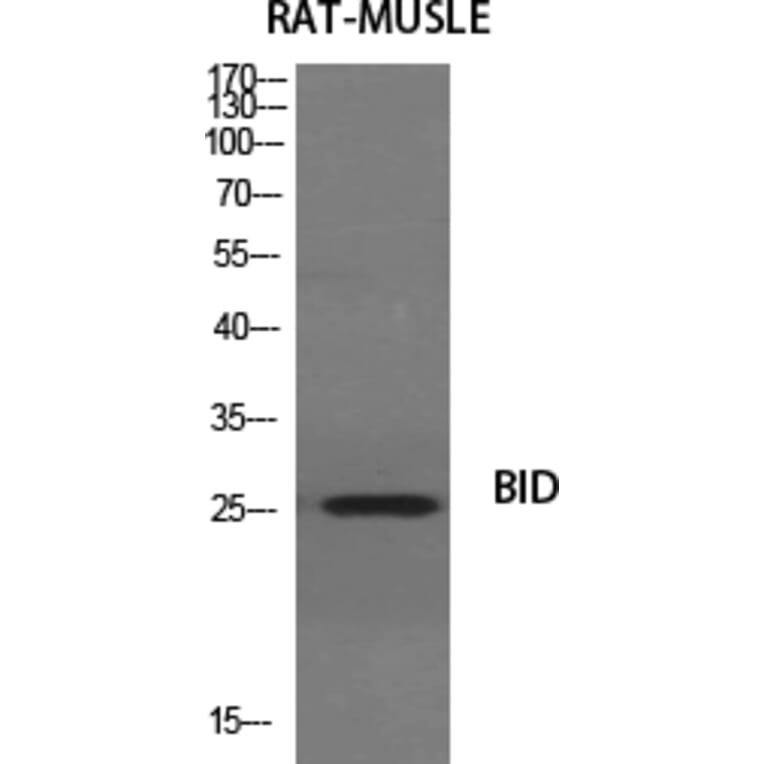 Western Blot - Anti-BID Antibody (B0461) - Antibodies.com
