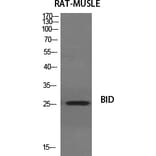 Western Blot - Anti-BID Antibody (B0461) - Antibodies.com