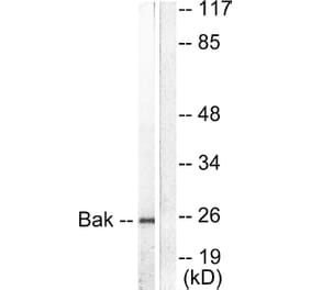 Western Blot - Anti-Bak Antibody (C0131) - Antibodies.com